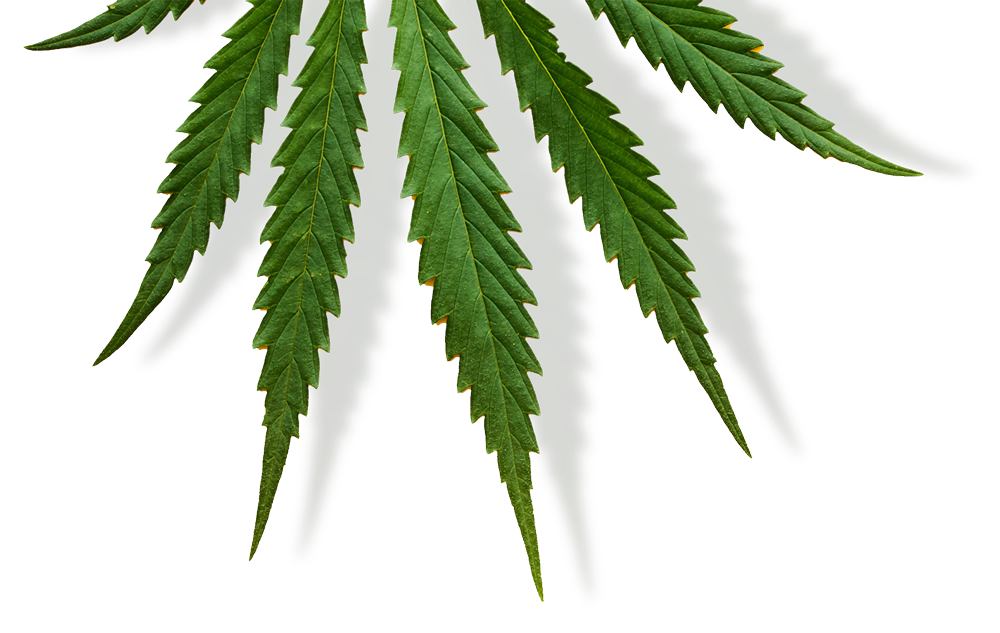 Broad Spectrum Hemp Extract Molecular Health Technologies Ingredients